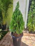 Thuja