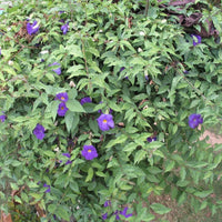 Thunbergia Erecta