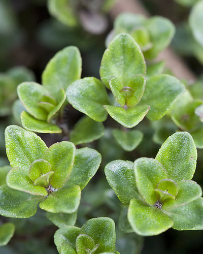 Thyme