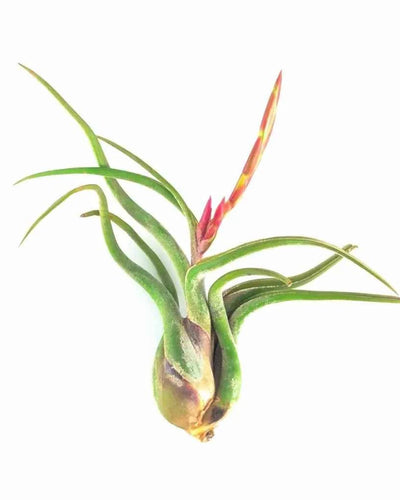 Air Plant Tillandsia Caput Focus