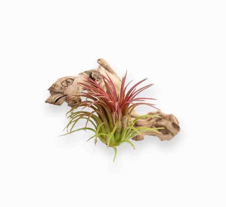 Tillandsia Ionantha Red – Air Plant