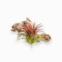 Tillandsia Ionantha Red – Air Plant