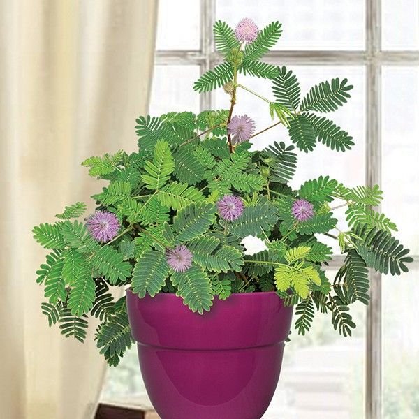 Touch-Me-Not (Mimosa Pudica)