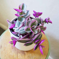Tradescantia Nanouk (Spiderwort)
