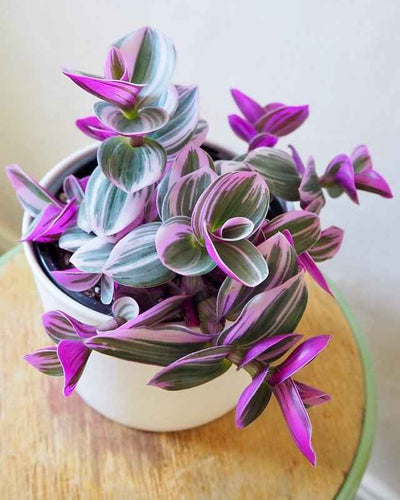 Tradescantia Nanouk (Spiderwort)