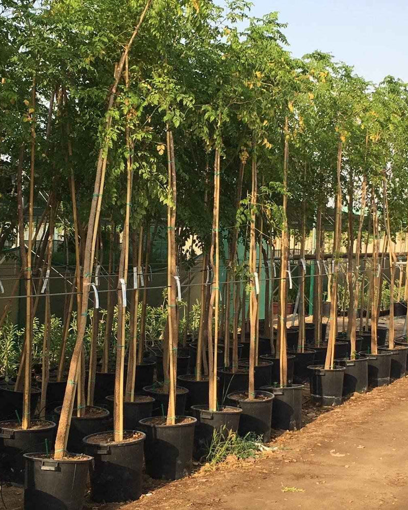 Tree Jasmine – Millingtonia Hortensis