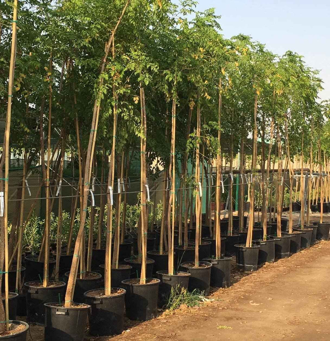 Tree Jasmine – Millingtonia Hortensis