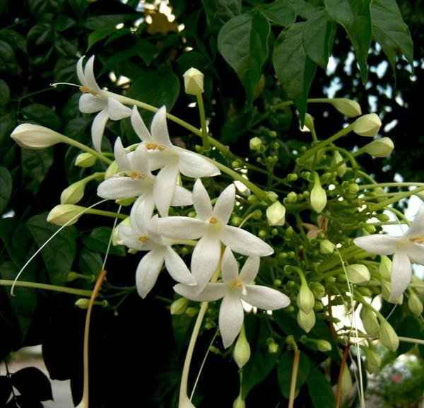 Tree Jasmine – Millingtonia Hortensis