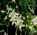 Tree Jasmine – Millingtonia Hortensis