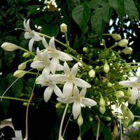 Tree Jasmine – Millingtonia Hortensis