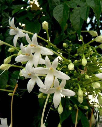 Tree Jasmine – Millingtonia Hortensis