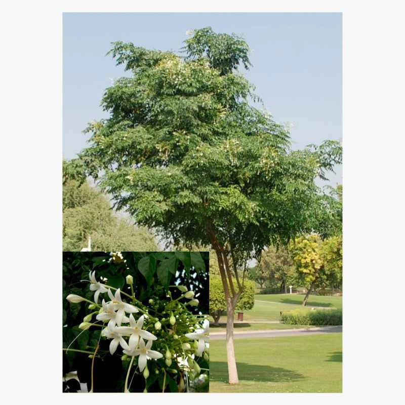 Tree Jasmine – Millingtonia Hortensis