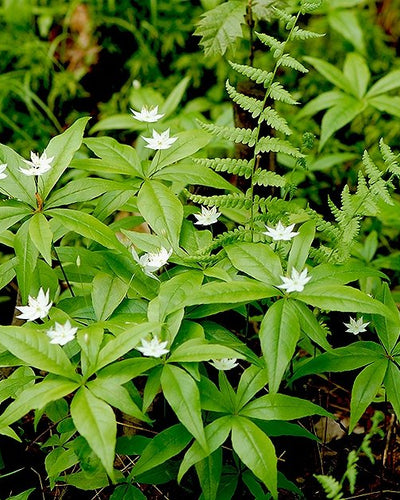 Star Flower Trientalis Borealis – Souq Garden Dubai