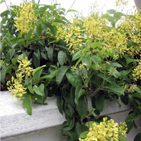 Australian Gold Vine – Tristellateia Australasiae