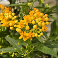 Tropical Milkweed
