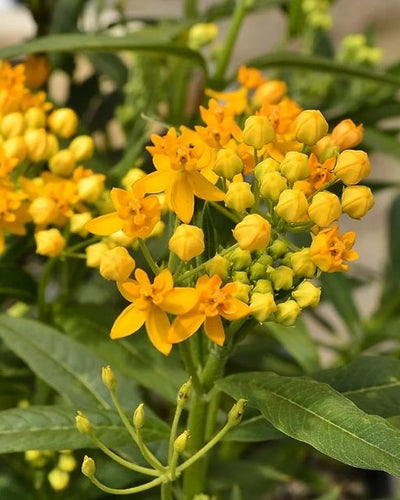 Tropical Milkweed