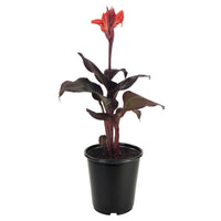 Canna Lily Red