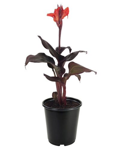 Canna Lily Red