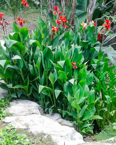 Tropicana Canna Water Plant