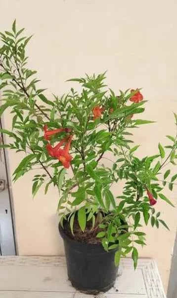 Trumpet Bush – Orange Bells