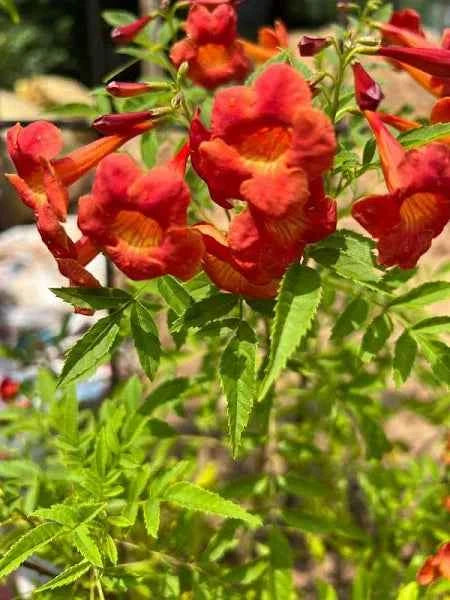 Trumpet Bush – Orange Bells