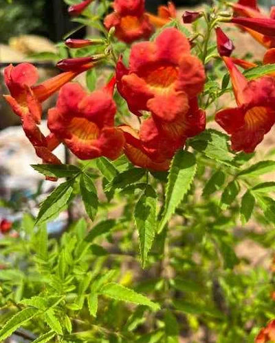 Trumpet Bush – Orange Bells