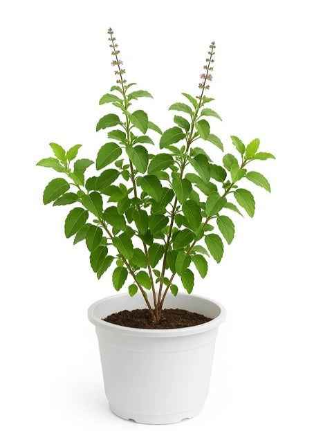 Holy Basil – Tulsi