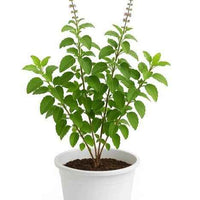 Holy Basil Tulsi