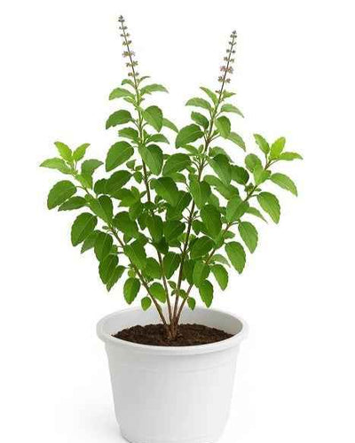 Holy Basil Tulsi sacred Ayurvedic herb green leaves plant for Dubai UAE homes and kitchens