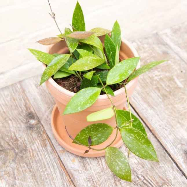 Hoya Carnosa Gracilis