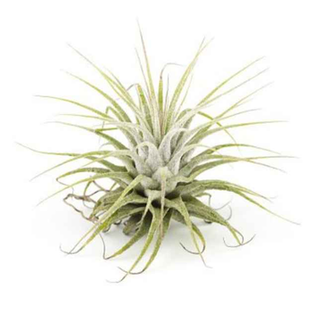 Tillandsia Ionantha