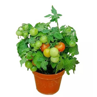 Cherry Tomato Plants