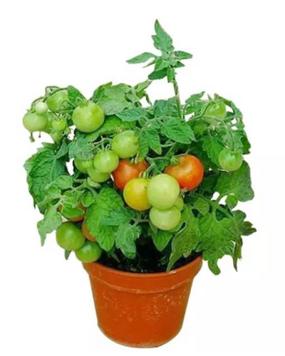 Cherry Tomato Plants