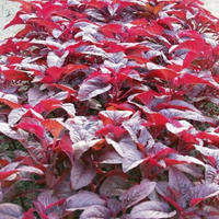 Amaranthus – Cheera, Red Spinach