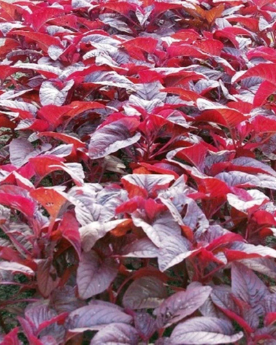 Amaranthus – Cheera, Red Spinach