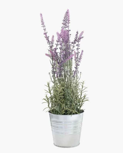 English Lavender