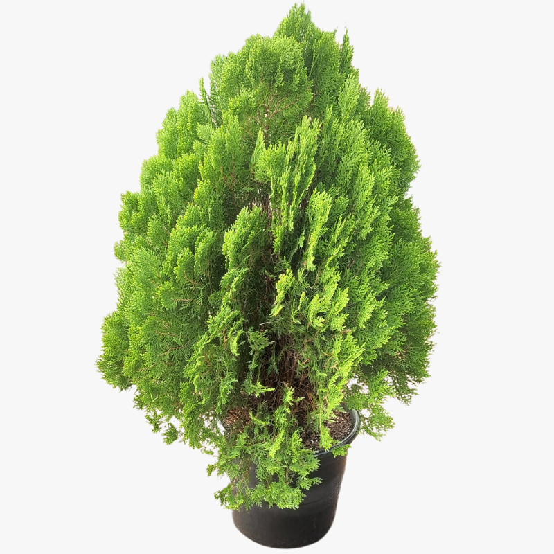 Thuja