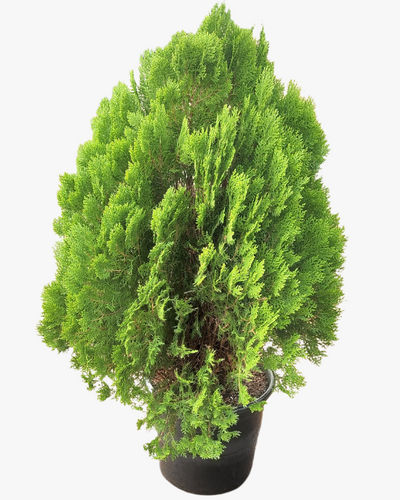 Thuja