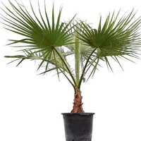 Mexican Washingtonia