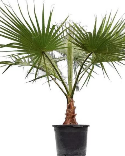 Mexican Washingtonia