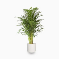 Areca Palm Thailand
