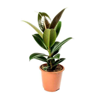 Rubber Plant (Ficus Elastica Robusta)
