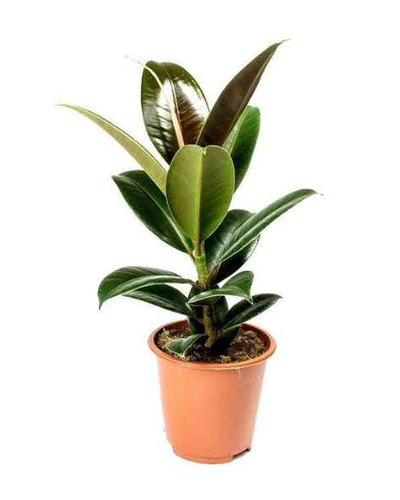 Rubber Plant (Ficus Elastica Robusta)