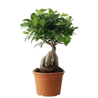 Ficus Ginseng Bonsai