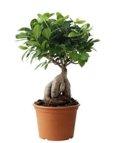 Ficus Ginseng Bonsai