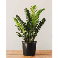 ZZ Plant