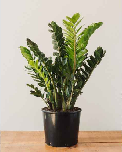 Zamioculcas Zamiifolia – ZZ Plant