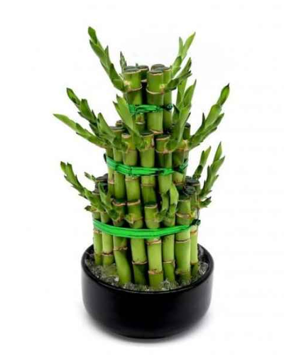 Lucky Bamboo