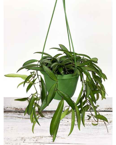 Hoya Wayetii Wax Plant