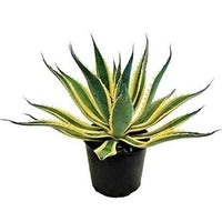 Variegated Agave Americana